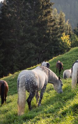 Mehrere Pferde grasen auf einer grünen Wiese vor einem Wald im Hintergrund